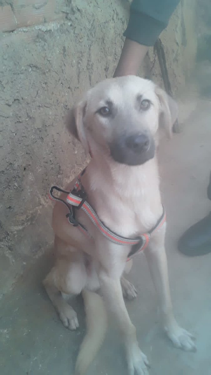 Difundo. Bello Sultán, macho 8 meses, ubicado en Caracas, busca un lindo hogar solo Caracas, contacto 0424-1583903