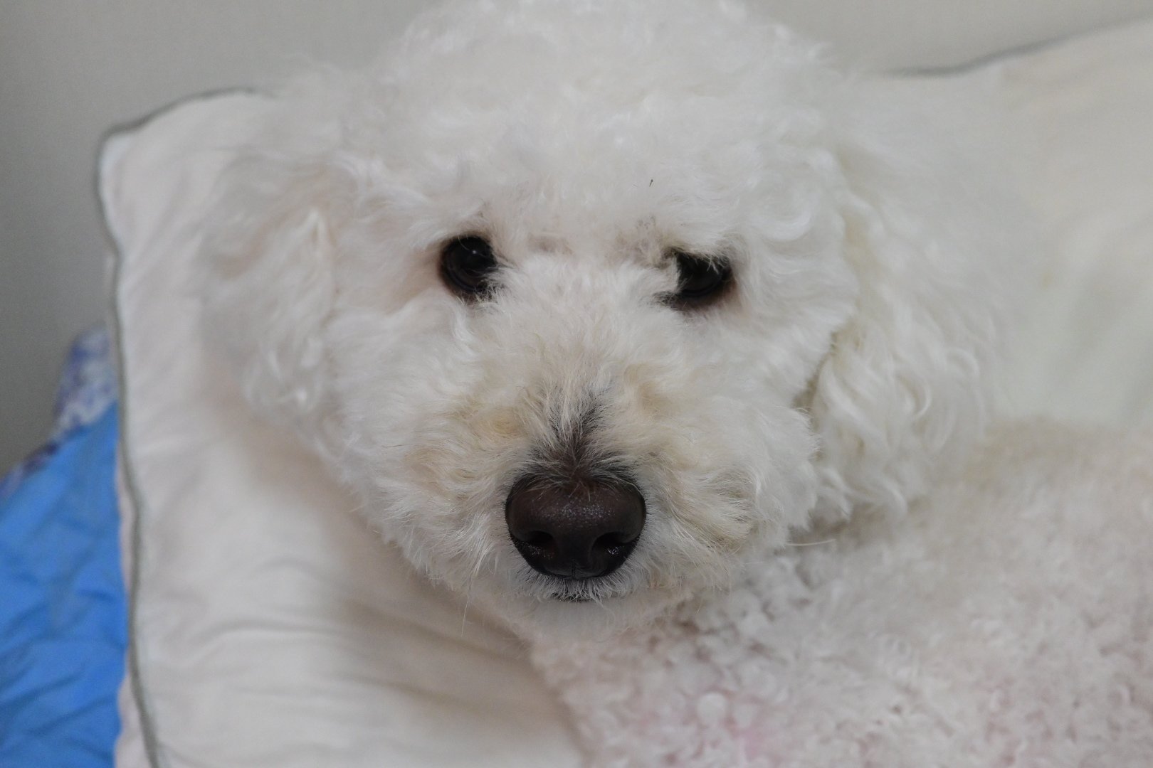 美しい古美術◼️蔵から可愛い犬のかなり雰囲気のある水差しが出て来ました、茶道具 11/6-26 加藤都子さんの絵の展示をしております 今回はに