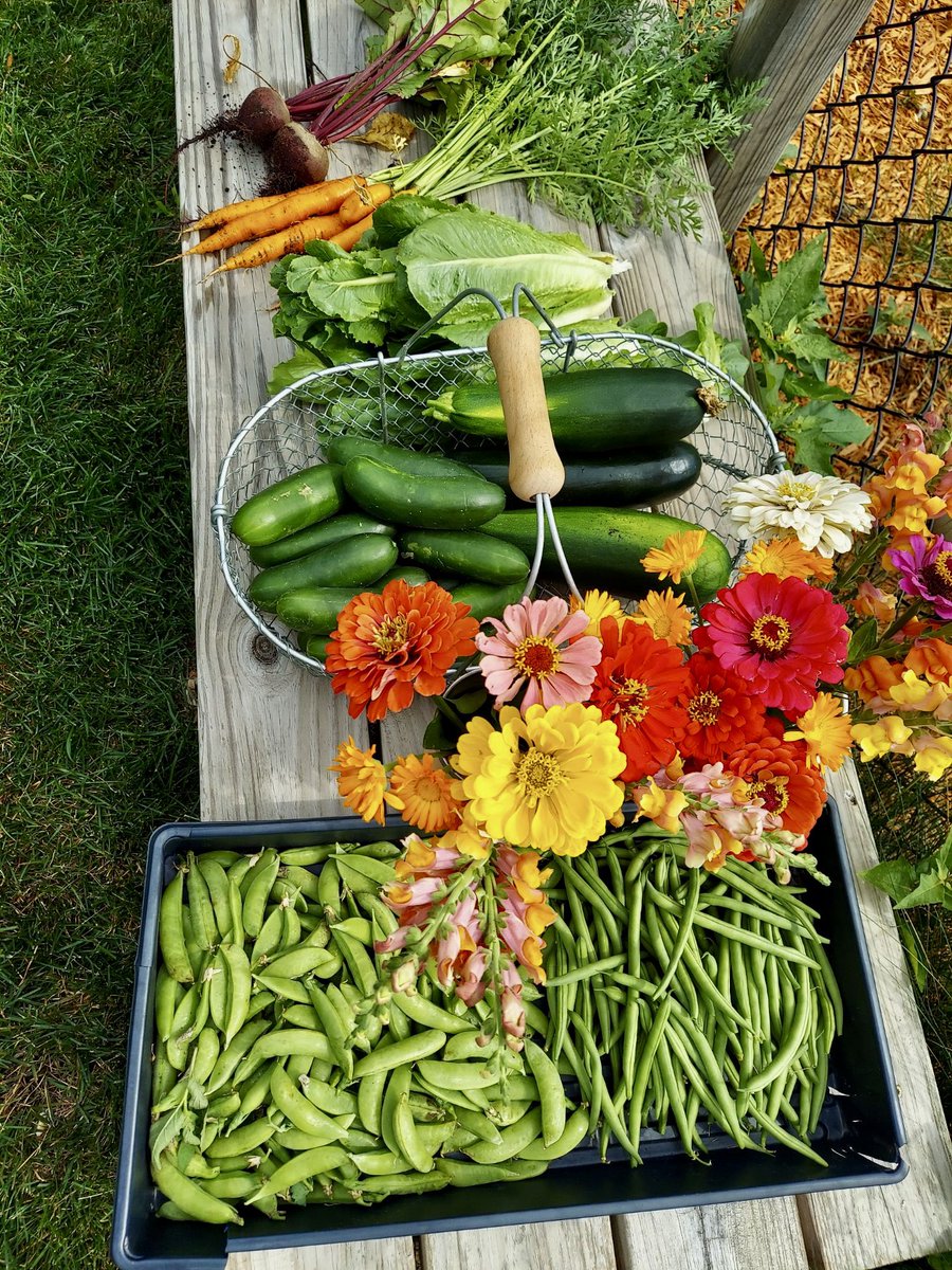 TheHannaRay's tweet image. today’s haul 🌻