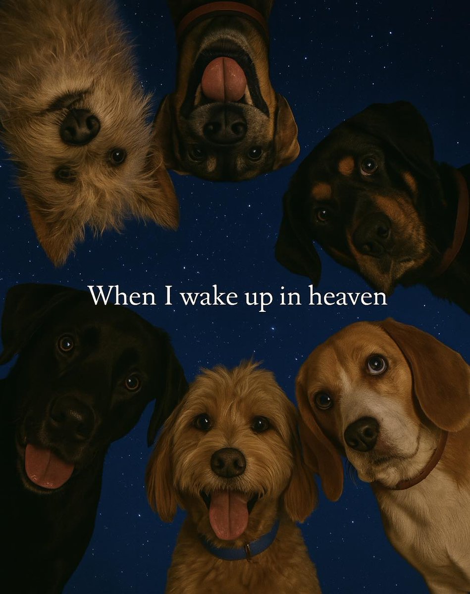 𝕏 Dogs (@_xdogs) on Twitter photo 