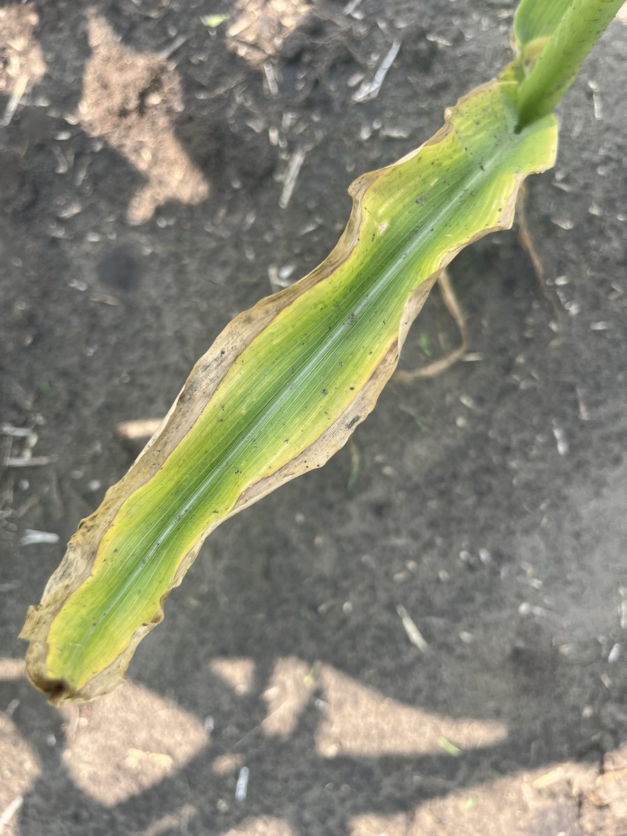 Pop quiz! This corn is showing classic nutrient deficiency symptoms - what nutrient is it deficient in?