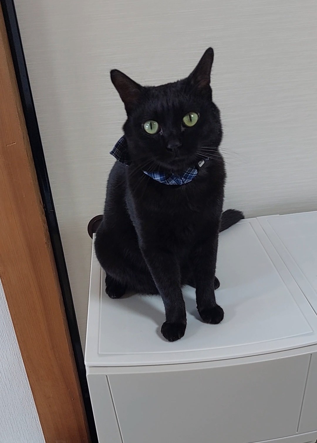 黒猫様　相談ページ　完成しました。ご購入よろしくお願いします。 Evemaru00 on X: 