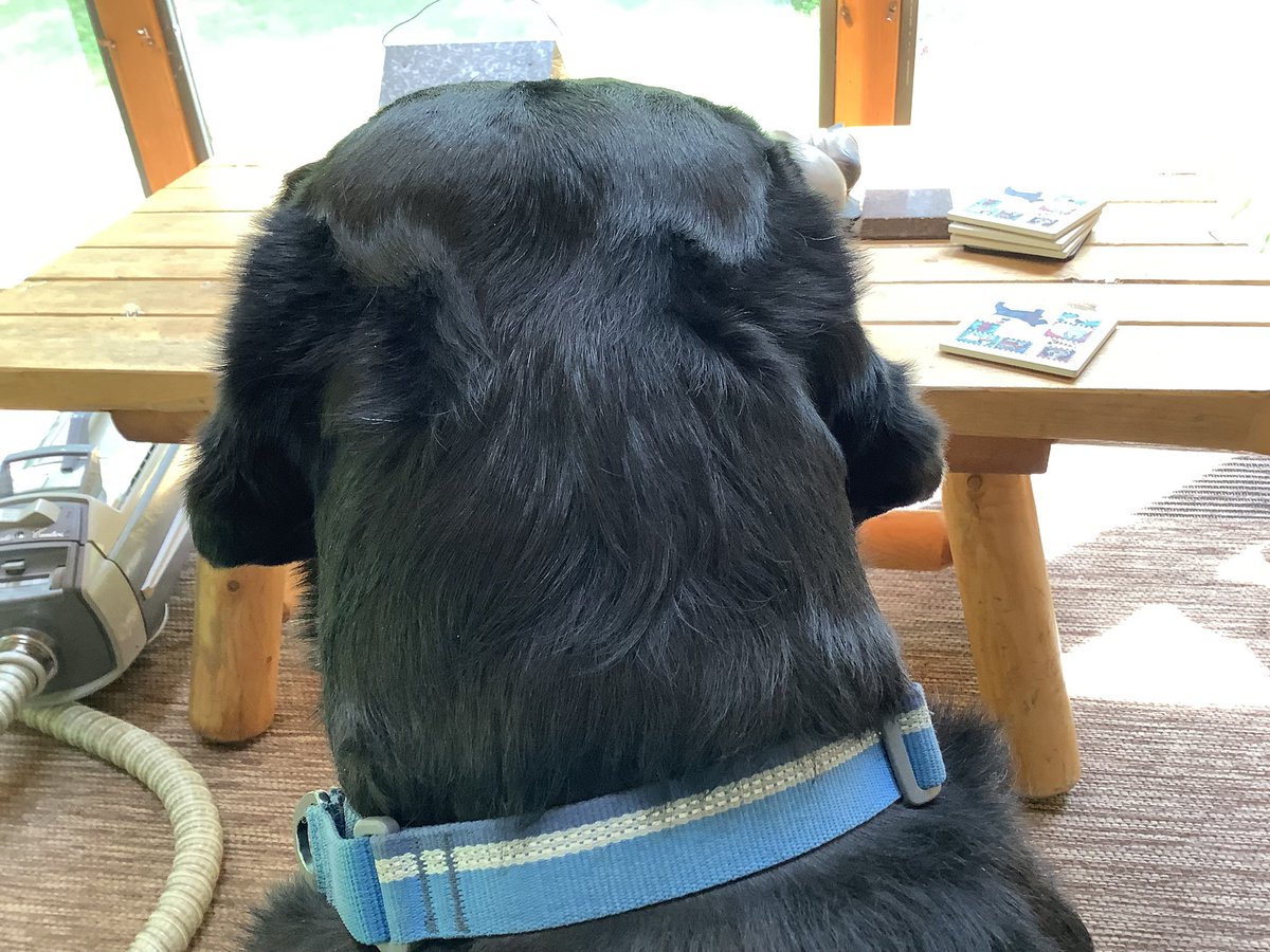 I like to sit very close to mommy. In fact, I’m sitting on her feet. I don’t know why she’s groaning. #hooligansquad