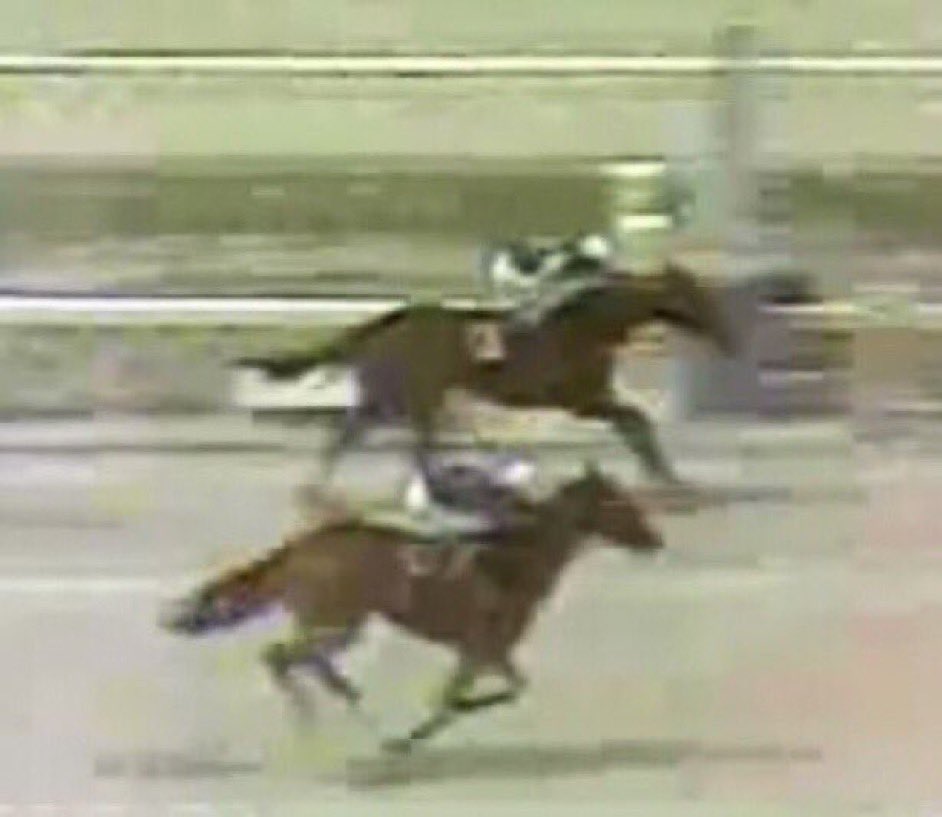 ✳️NO PERDIÓ MÁS NUNCA

25-7-1982 última derrota de TRINYCAROL en Venezuela (De 24-18), 2da a pescuezo de su compañera INVESTED GAIL en la milla del Clásico Andrés Eloy Blanco

Desde el 5-9-1982 comenzó su racha de 12 triunfos, ganando la Copa de Oro, siempre enfrentando a machos