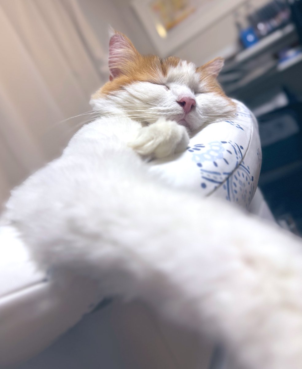 ShimaCathy's tweet image. リプなどありがとうございます!原稿終盤でワタワタ中につき全てにお返事できなくて申し訳ないですが、どれもとても嬉しいです!励みになります〜!!
ネコチャンいっぱい寝ててうらやまCね〜🐈