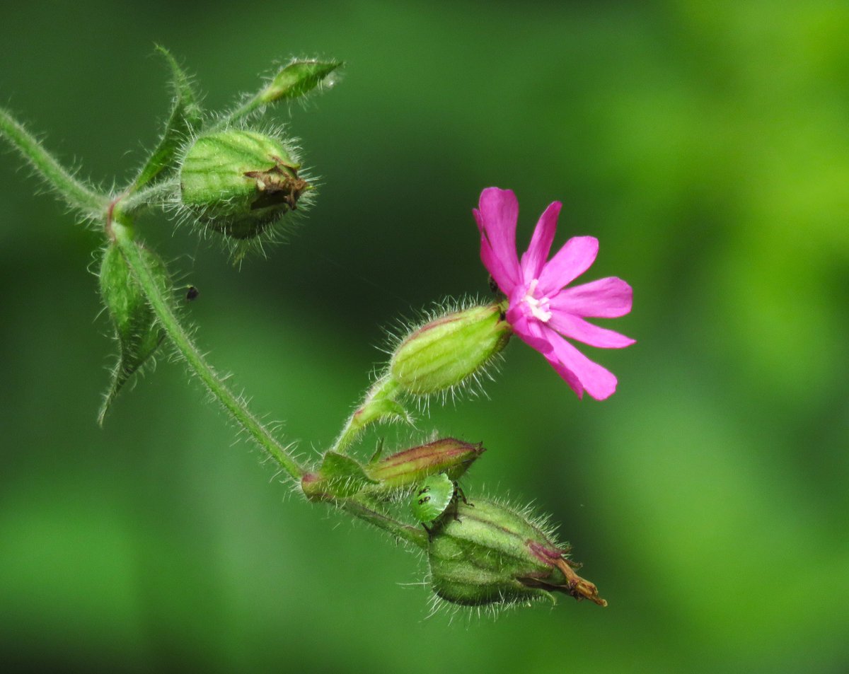 MatthewShute's tweet image. By these bristles and petals,
a green shield bug has settled
#FlowersOnFriday !
💚 🌸 🪲 🤍