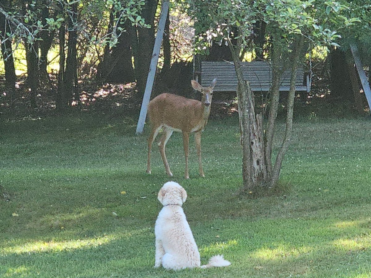 Ned_Stephens's tweet photo. Buddies got to hang out today for a while instead of just looking at each other through the window! 😆 https://t.co/vnNK6xUEJo