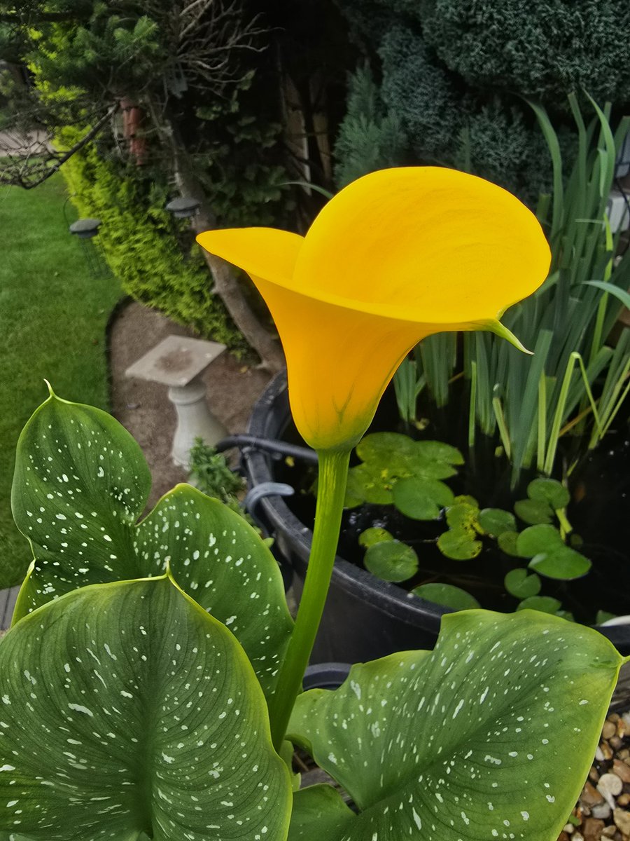 LawnMasterNotts's tweet image. I knew it would have to be something good to beat this amazing arum lily for today's photo
#365DaysWild @Nottswildlife @WildlifeTrusts
