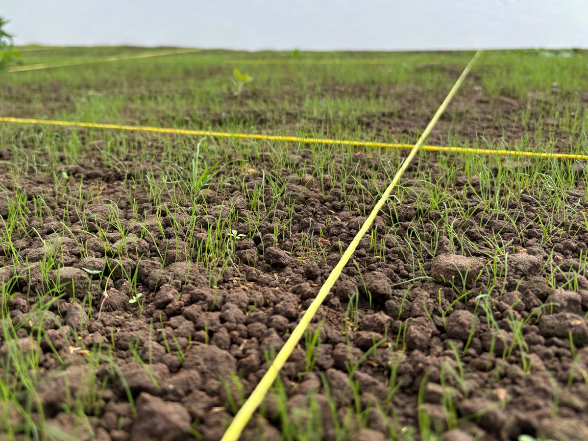 Matt Lewis (@matt6lewis) on Twitter photo Our demo plots are getting into their stride now, the showcase is really looking the business and our 2025 breeder plot sowings are shooting up and looking great. Life is good😎<a href="/DLFSEEDS_UK/">DLF Seeds UK</a> Our demo plots are getting into their stride now, the showcase is really looking the business and our 2025 breeder plot sowings are shooting up and looking great. Life is good😎<a href="/DLFSEEDS_UK/">DLF Seeds UK</a>