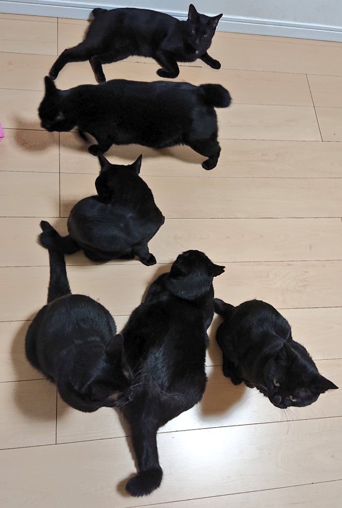 arca20220921's tweet image. はい、並んで