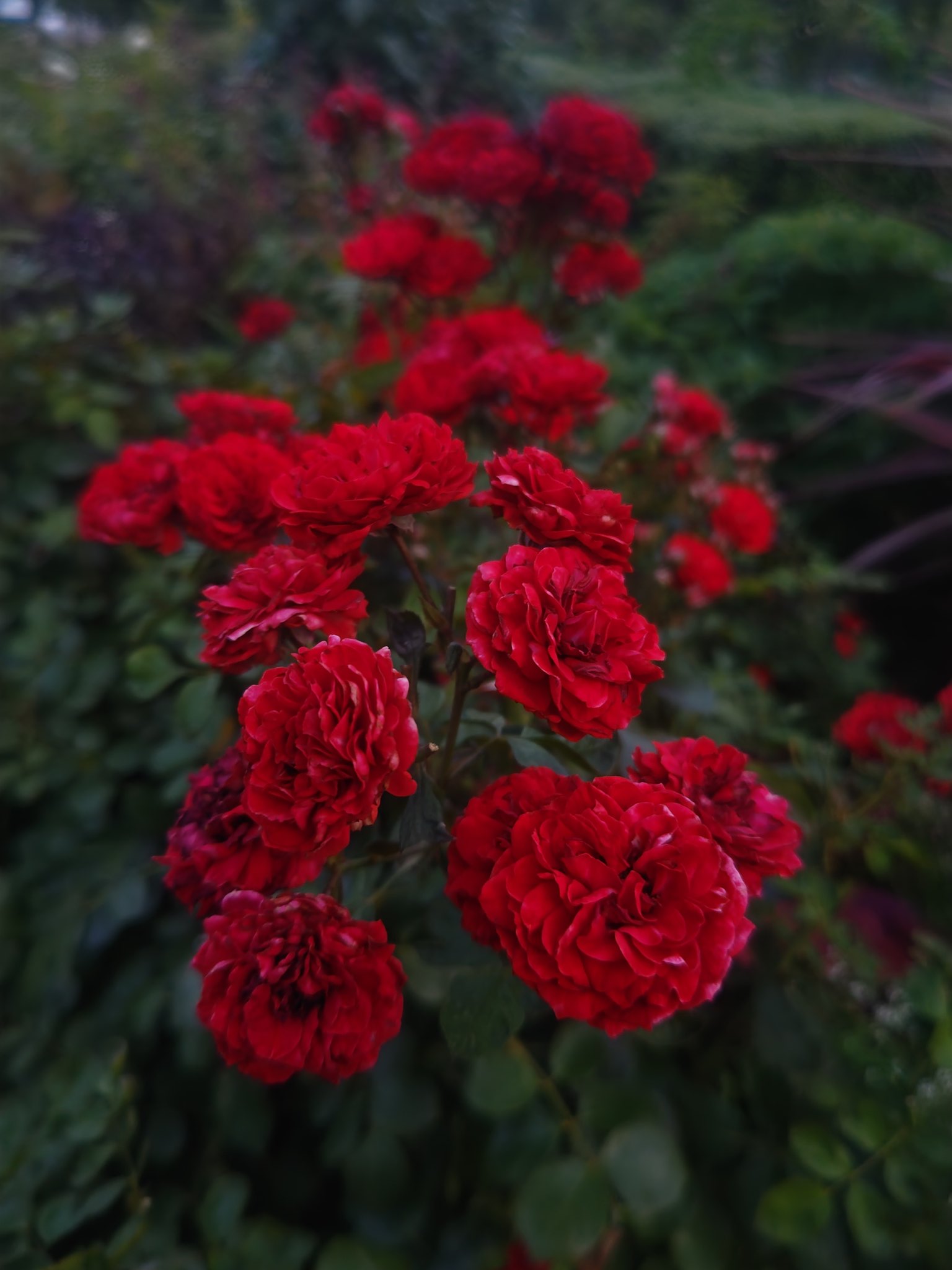 薔薇○コメント下さい バラ栽培復活しました ( * ´ ▽｀* )ノ＊今まで育てたバラ一覧