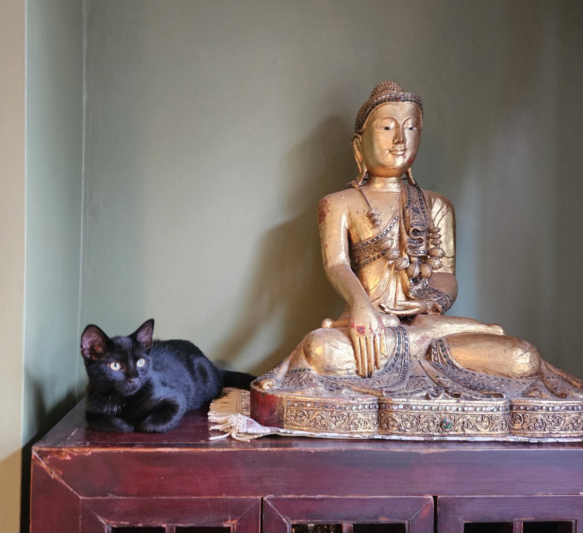 SimoninSuffolk's tweet image. Dolphy has discovered a new favourite place to sit. He's pretty pleased with himself, because his brother Mingus can't work out how to get up there...