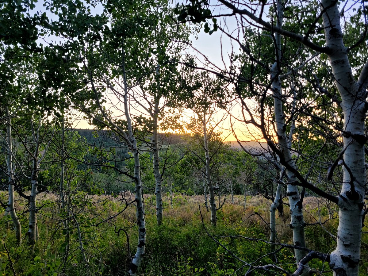 ExtraSaltedNuts's tweet image. Got to take a walk alone at sunset after the kids went into their tent.
We were not made to live in concrete and asphault prisons.