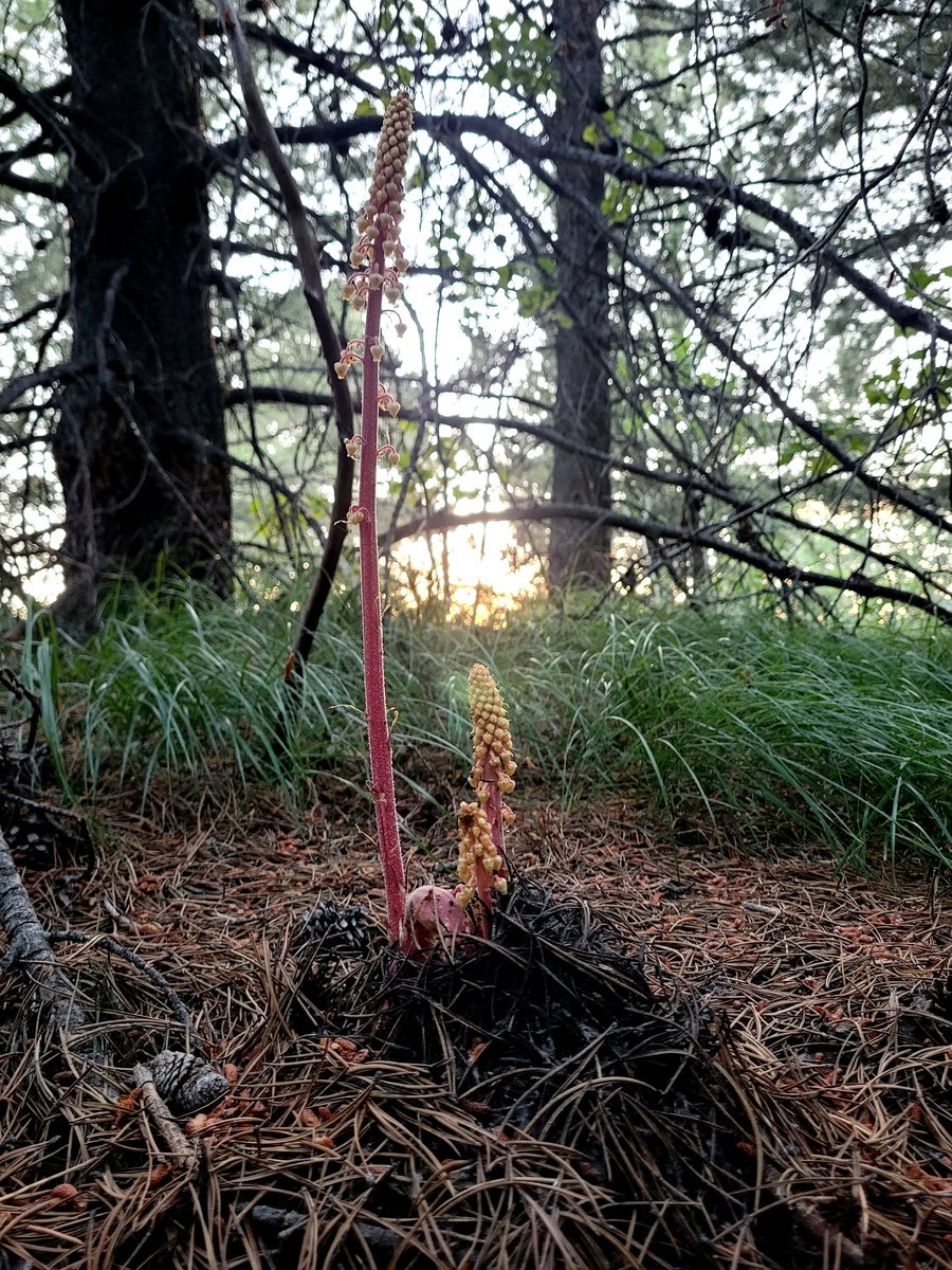 ExtraSaltedNuts's tweet image. Got to take a walk alone at sunset after the kids went into their tent.
We were not made to live in concrete and asphault prisons.