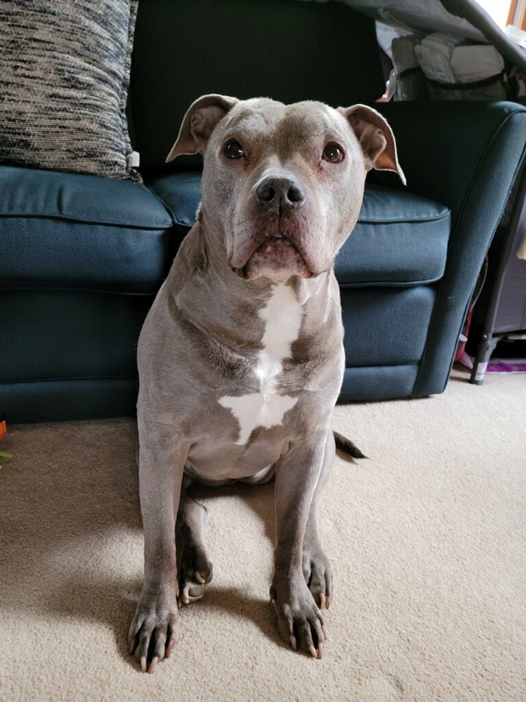 My puppy is getting old.  She has many things wrong with her at this point.  She goes to the Vet’s on 8/14 to determine her care.  I’m so afraid we are going to have to put her down.  She’s watched over me during the loss of my husband and a two year treatment of breast cancer.