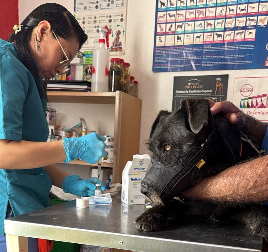 MapacheRex's tweet image. Me sobró un frasco de Vincristina de Chabela y se la dimos a esta perrita con TVT. Alcanza para dos sesiones, tengo 2 semanas para conseguirle otro… ☢️ 🐕