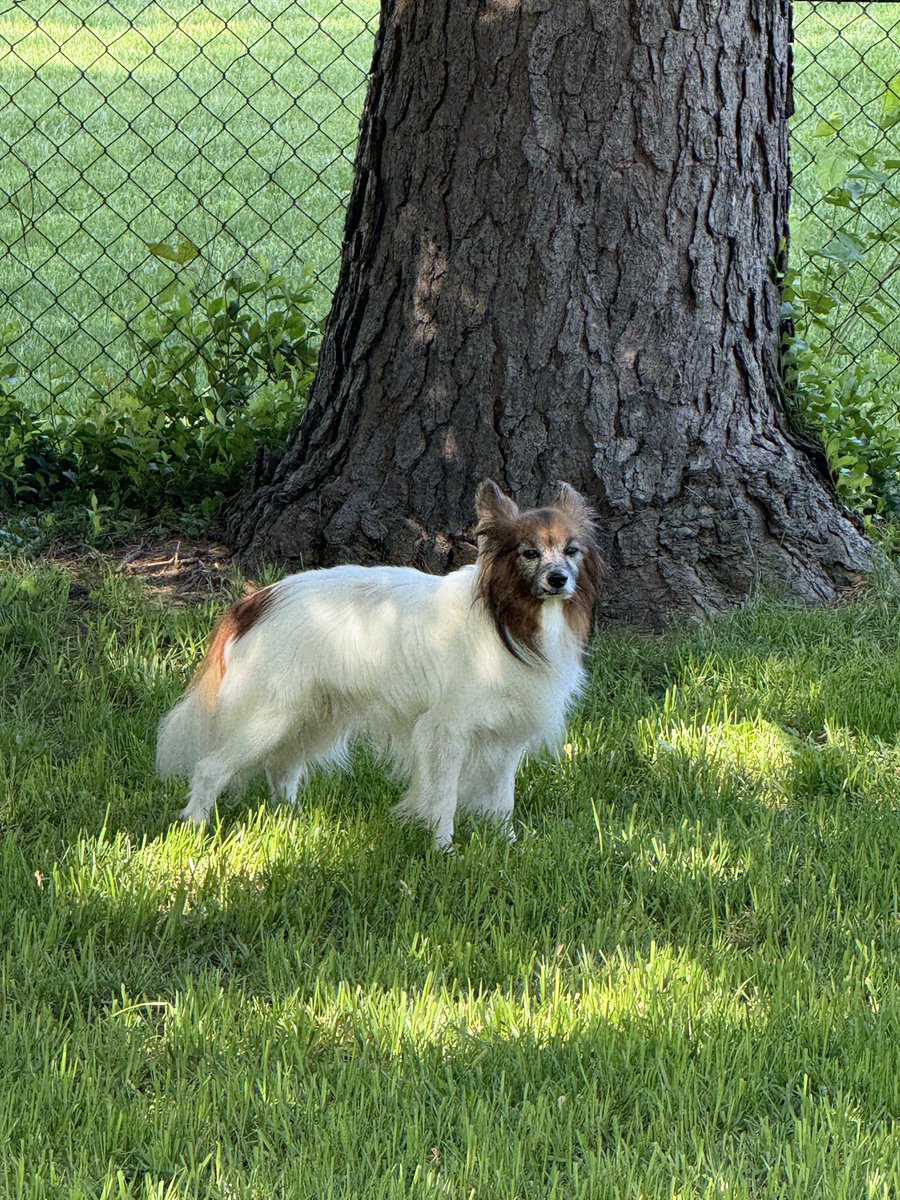 freld's tweet image. Rest in peace to the best boy.

I’m gonna miss you.