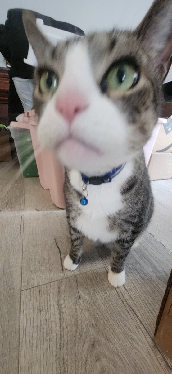 Shattered County (Mischief Mode) (@shatteredcounty) on Twitter photo 