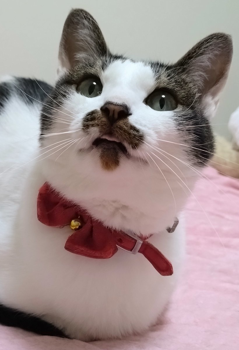 Js4zeKqmJxbnVBS's tweet image. おはようございまth😺
今日も暑いでth🌞
