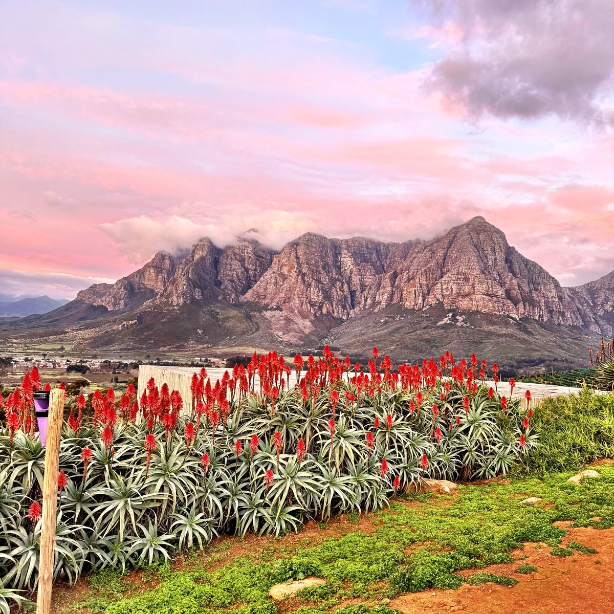gregsherwoodmw's tweet image. I rarely travel to South Africa in the middle of their winter even though it’s the best time to see big game up north & also taste red wine down south in the Cape around a fire. 🔥 Incredible views, wines & hospitality tonight from Graham Weerts & his team at Capensis. 🍷🇿🇦