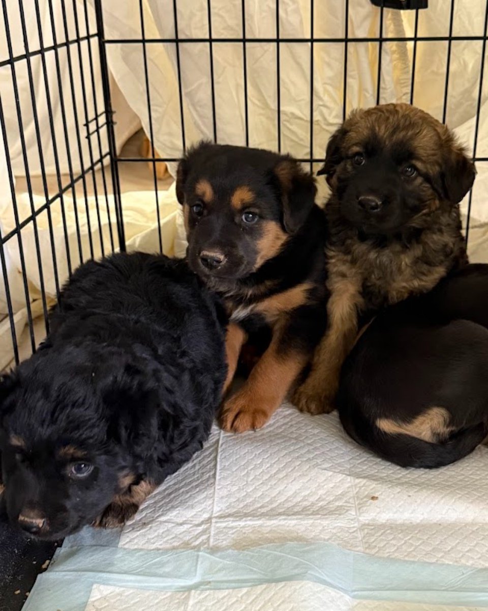 From May 16–18, Underdog Rescue provided vital care to 289 pets in Sweetwater, AZ! Together, we achieved 116 spay/neuter surgeries and more! #SPCAI #UnderdogRescue #NavajoNation #SpayNeuter #VaccinateToProtect #AnimalWelfare #PetClinic #RescueAndRecovery #ShelterSupport