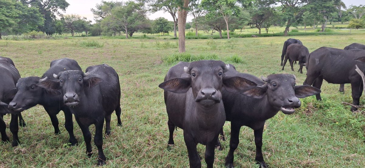 #LlegamosATrabajar 
Los reyes del trópico, simpre listos para posar a la camara 
<a href="/Fedegan/">FEDEGAN</a> <a href="/jflafaurie/">José Félix Lafaurie</a> <a href="/cimitarraganado/">Cimitarra Pasion Ganadera</a> <a href="/plsanpedroganad/">San Pedro Pasión Ganadera</a>