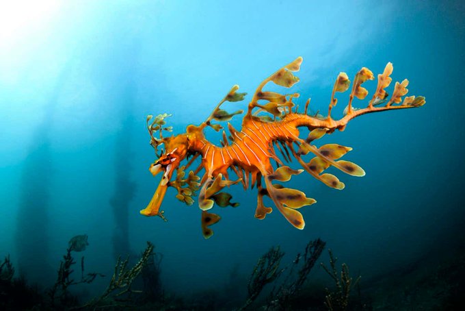 Thousands of seadragons are dying in Australia’s toxic algal bloom

An algal bloom in South Australia has caused mass deaths of many species since March ― now researchers warn that leafy and weedy seadragons could be facing the threat of extinction

newscientist.com/article/248972…