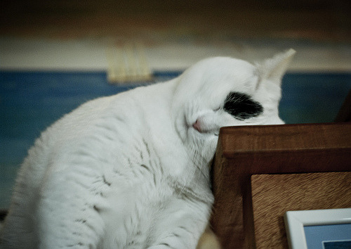 AutomatedCats's tweet photo. Here's a new cat! #cats #CatsOfTwitter https://t.co/hDhAiLROrf