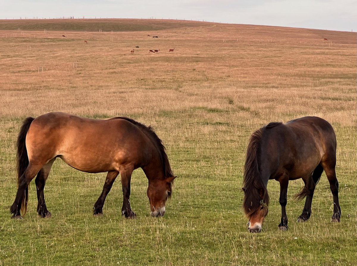 sue_wilkinson's tweet image. A day of contrasts on the Somerset/North Devon border: damselflies on the river Exe; a visiting Shropshire Morris troupe; Lynmouth harbour; and Exmoor ponies in the evening light, with deer behind