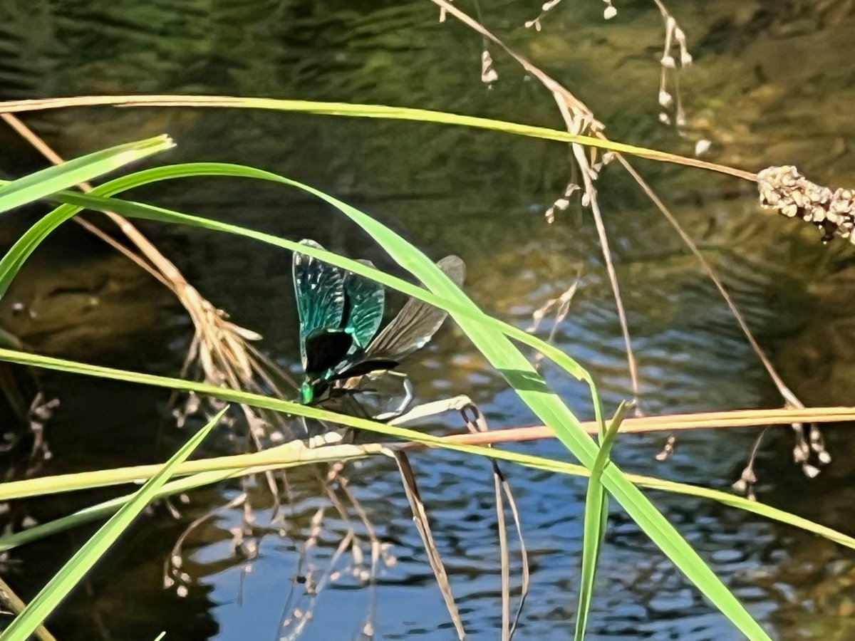 A day of contrasts on the Somerset/North Devon border: damselflies on the river Exe; a visiting Shropshire Morris troupe; Lynmouth harbour; and Exmoor ponies in the evening light, with deer behind