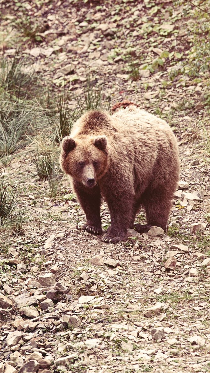 GOHUNT's tweet image. New bill aims to delist grizzly bears

gohunt.com/browse/news-an…