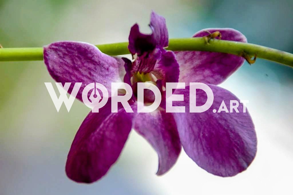 wordedart's tweet image. Without you,
Others came
And made me
Less alone.
July 25th, 2025
#WordedArt prompt: #Without
Share. Boost. Move on.
#poetrycommunity
#poetry #prompt
#AmWriting #vsspoem
@PromptList @PromptAdvant @thewriteprompt @vssWritingRT