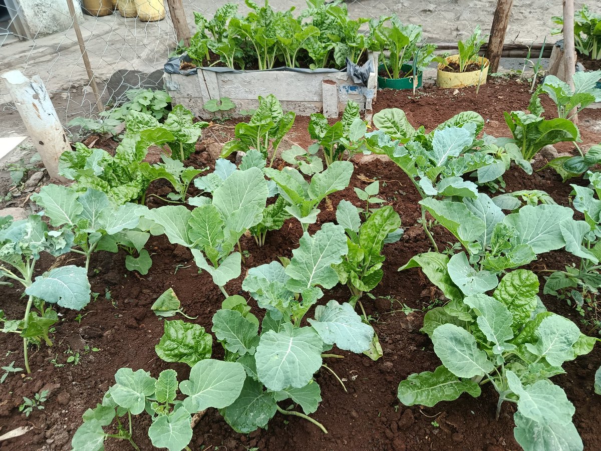 ShakurNjeru1's tweet image. At Hope Gate Education Centre in Mukuru, the shamba is thriving well we engaged kids, parents and teachers in a hands on from soil prep to watering. School gardens in underserved urban areas teach food, climate & resilience
@sdi_net @aphrc #SchoolFeeding @ViccoMukuru
