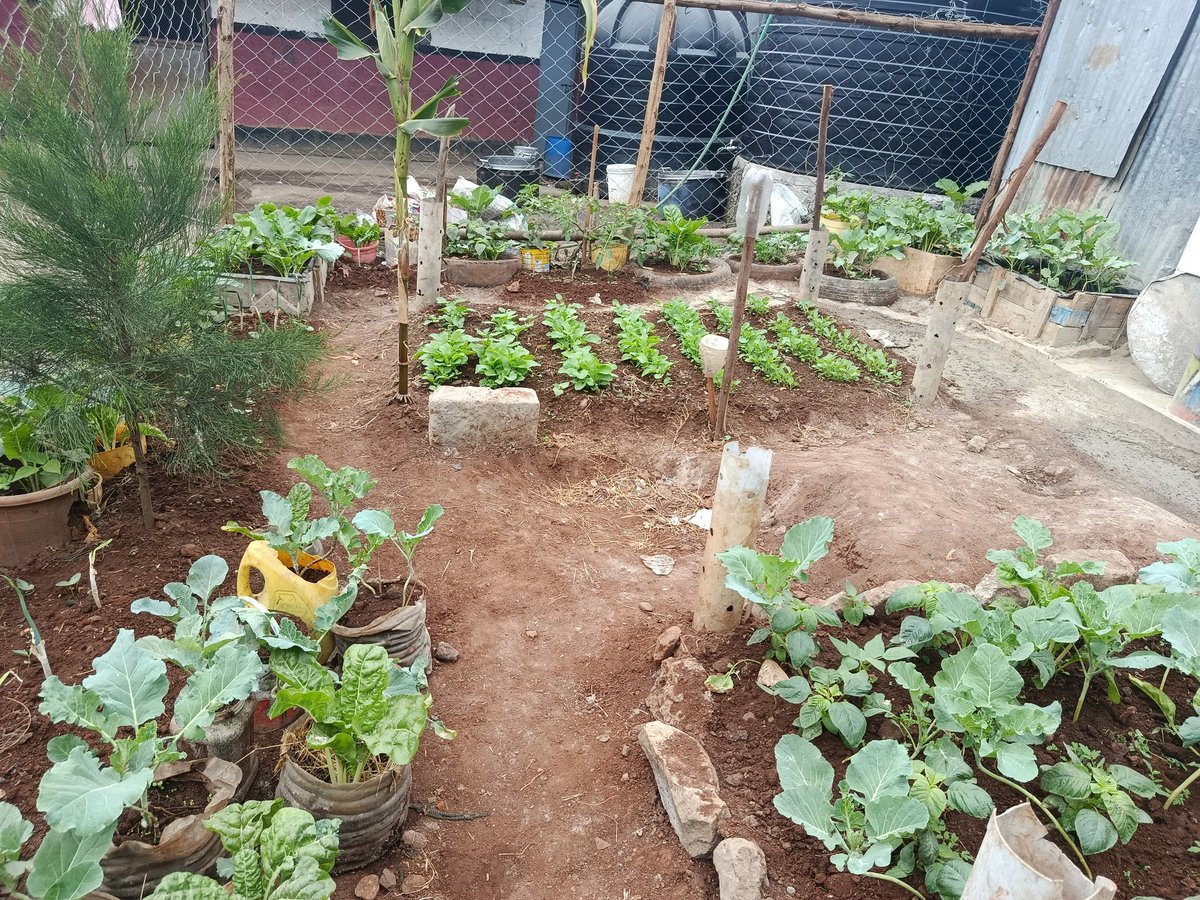 ShakurNjeru1's tweet image. At Hope Gate Education Centre in Mukuru, the shamba is thriving well we engaged kids, parents and teachers in a hands on from soil prep to watering. School gardens in underserved urban areas teach food, climate & resilience
@sdi_net @aphrc #SchoolFeeding @ViccoMukuru