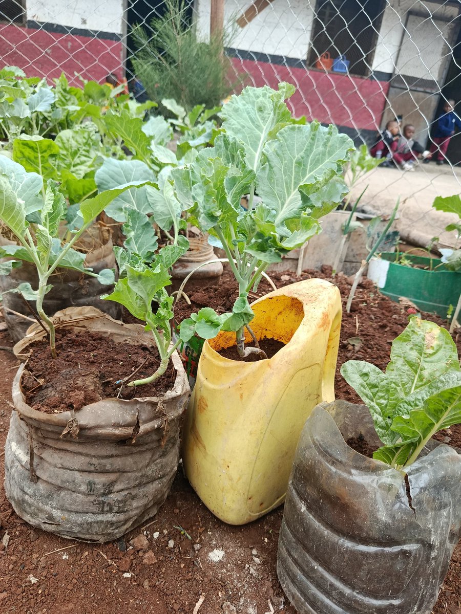 ShakurNjeru1's tweet image. At Hope Gate Education Centre in Mukuru, the shamba is thriving well we engaged kids, parents and teachers in a hands on from soil prep to watering. School gardens in underserved urban areas teach food, climate & resilience
@sdi_net @aphrc #SchoolFeeding @ViccoMukuru