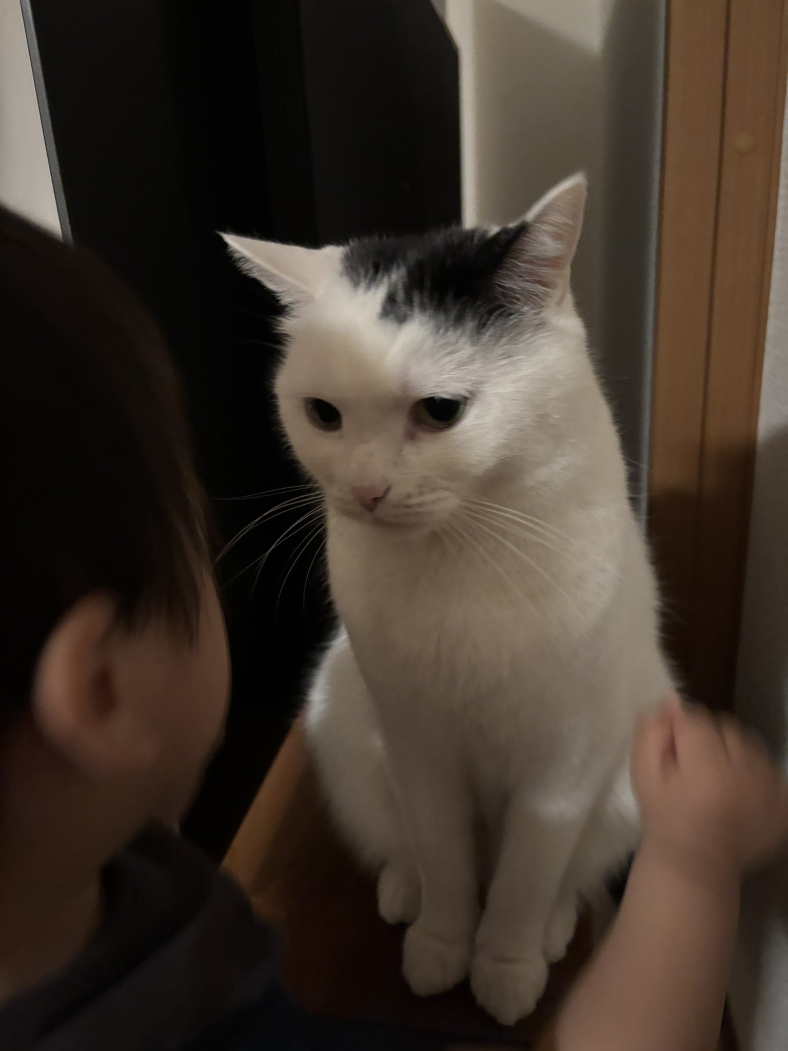 愛犬、愛猫大好き (*^^*) 猫好き (@zV0u10Lh0efccHM) / X