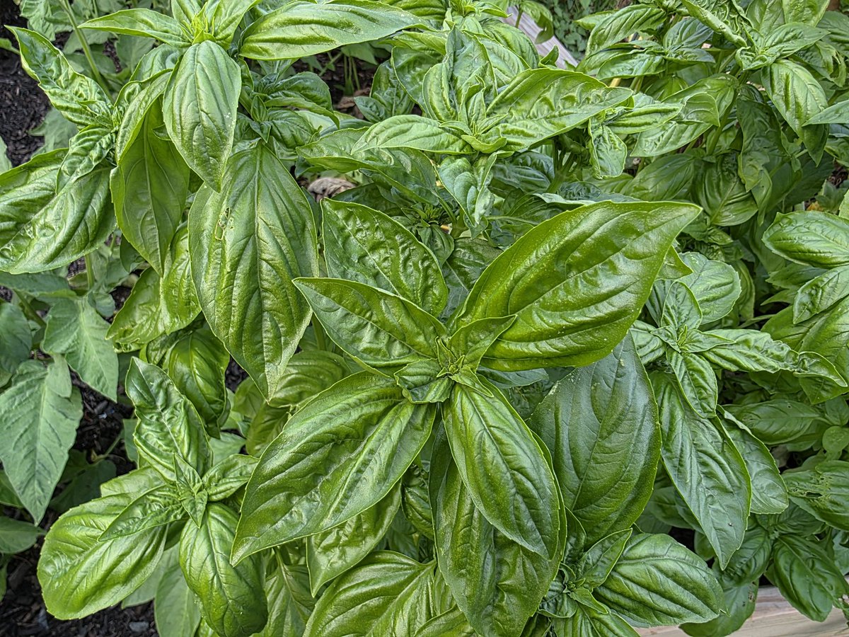 What do I even do with all this basil