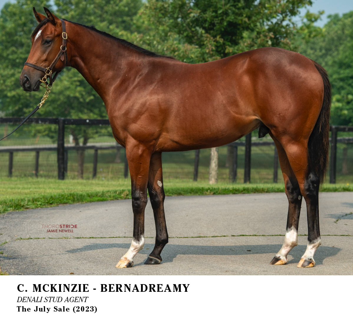 I'll never get tired of sharing Chancer McPatrick's yearling photo. Love at first sight for me 😍