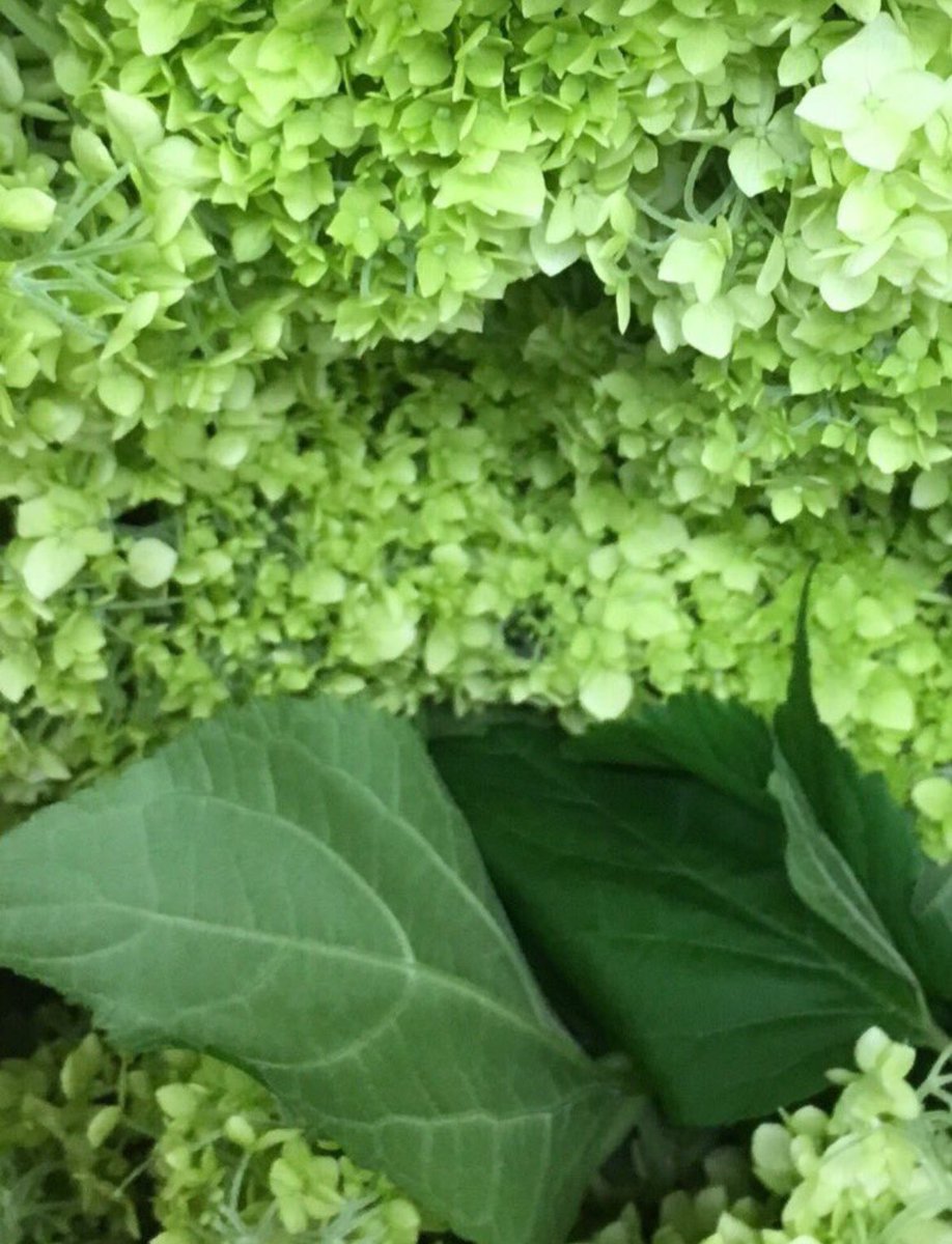 perfumer1208's tweet image. 調香師(パフューマー)
沢山の思い出が
自分のなかに宿っていることに
その事が 精神を
大きな 深いものにする事を
プルーストに学びながら
老いを悟るように...