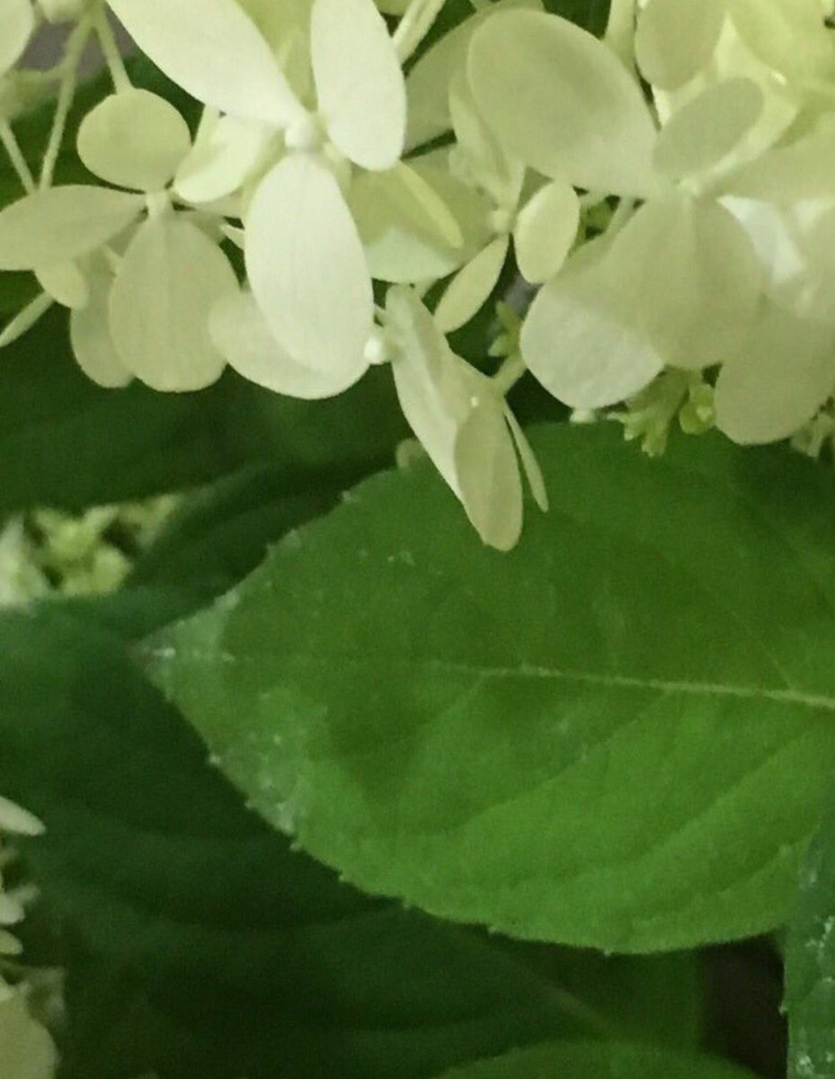 perfumer1208's tweet image. 調香師(パフューマー)
沢山の思い出が
自分のなかに宿っていることに
その事が 精神を
大きな 深いものにする事を
プルーストに学びながら
老いを悟るように...