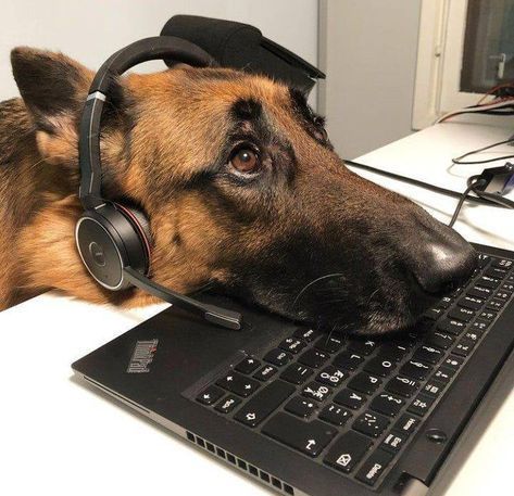 out of context dogs (@contextdogs) on Twitter photo 