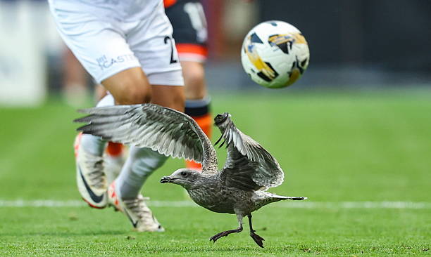 dufcway's tweet photo. Seagull MOTM 

#DUFC https://t.co/9ExUTjeva0