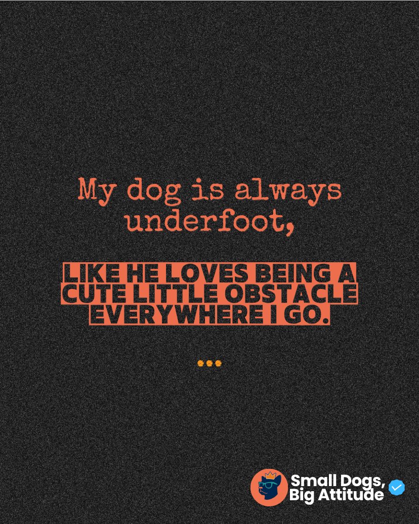 SmlDogs_BigAtti's tweet image. My dog is always underfoot, like he enjoys being a cute little obstacle everywhere I go. 😅 #PetParentProblems #Relatable #DogLife