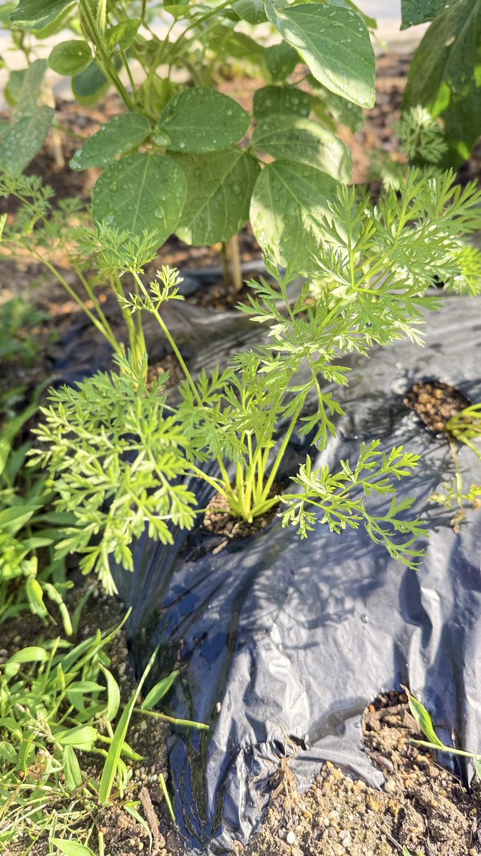 jonimitio's tweet image. ニンジン🥕
大きくなあれ🌱
#家庭菜園