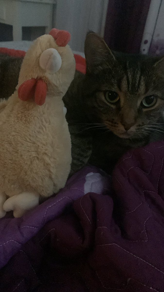markhyuckmpreg's tweet image. everyone look at chica and molly