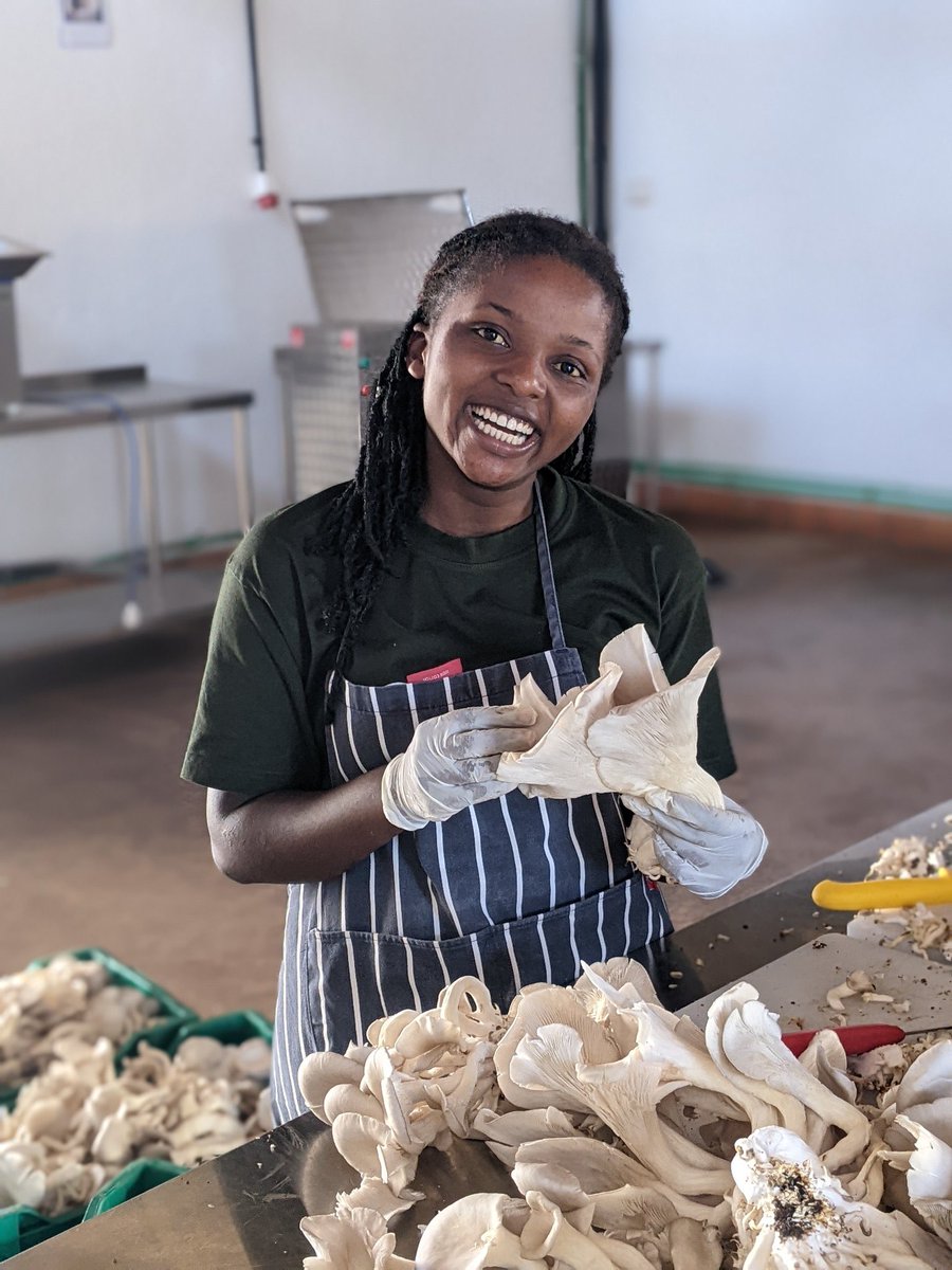 ModernAgri_Tips's tweet image. Did you know mushrooms are the ๐ฉ๐๐ซ๐๐๐๐ญ youth agribusiness? ๐โ๐ซ๐
โ Low space needed (even grows in sacks!)
โ Uses farm waste (sawdust, straw)
โ Ready in 30-60 days!
#HiddenGem #YouthInAg