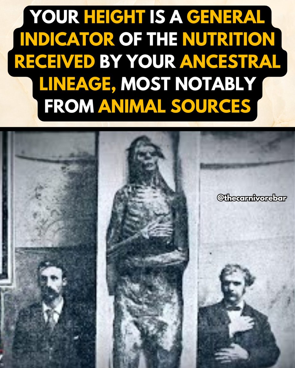 thecarnivorebar's tweet image. Height is a multi-generational marker of nutrition.
It’s not just about your childhood diet—it reflects what your ancestors ate, too.
Strong bones, wide jaws, and tall frames don’t come from cereal and seed oils.
They come from meat, organs, raw dairy, and nutrient density.…