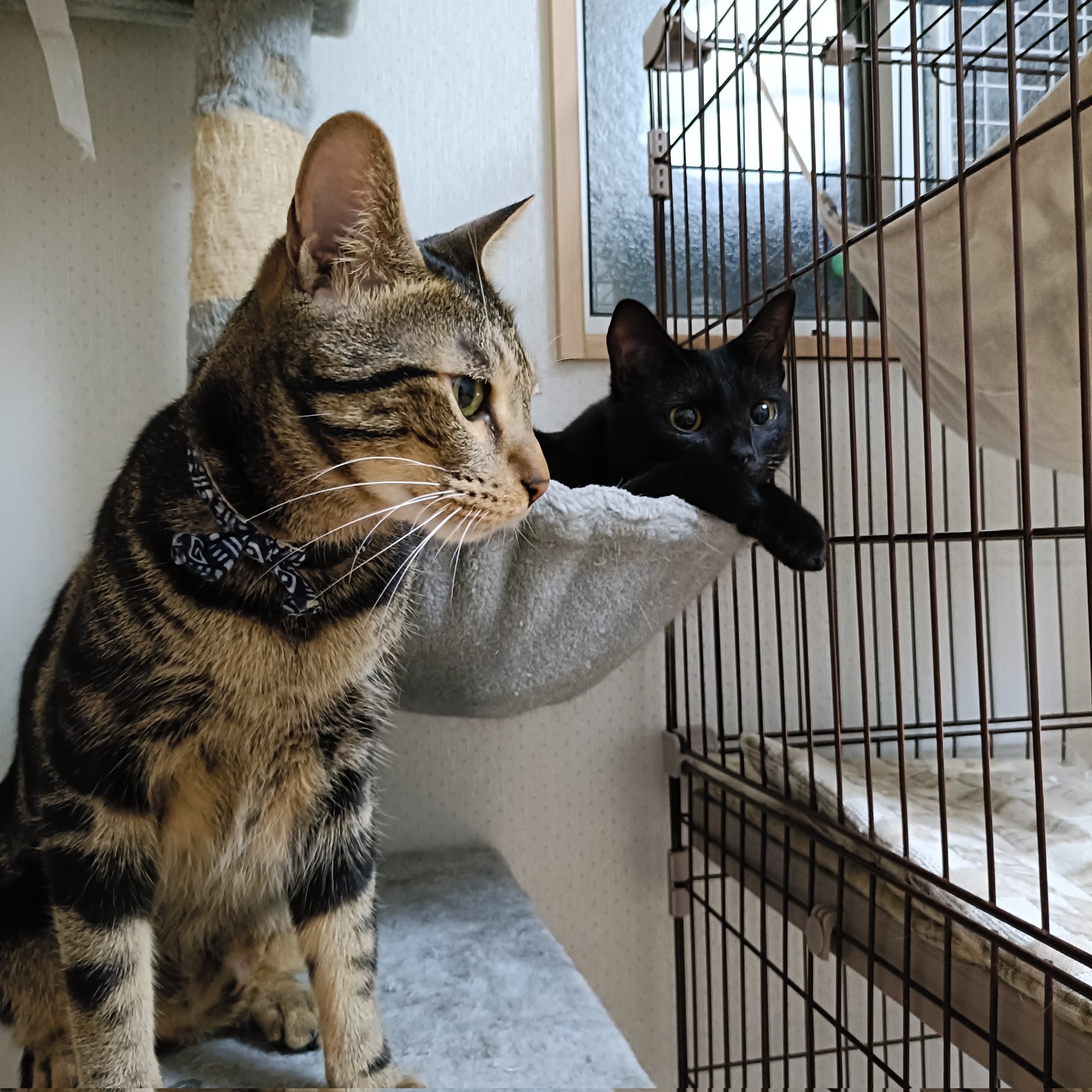 キラキラ⭐️　　ひょっこり猫 とこ☆とこと on X: 