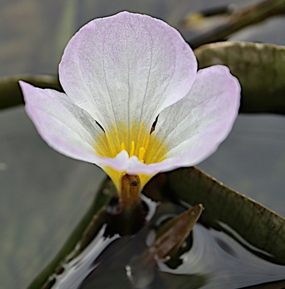 ミズオオバコの可愛いお花です💕😍😍