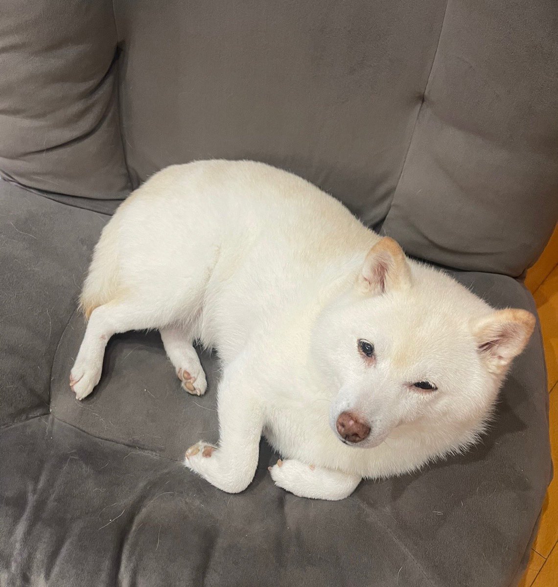 go20597673's tweet image. おはようございます😌

＃白柴　＃柴犬のいる暮らし